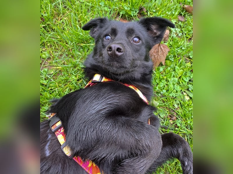 NOTFALL Tiana - Kleine Zaubermaus sucht Happy End