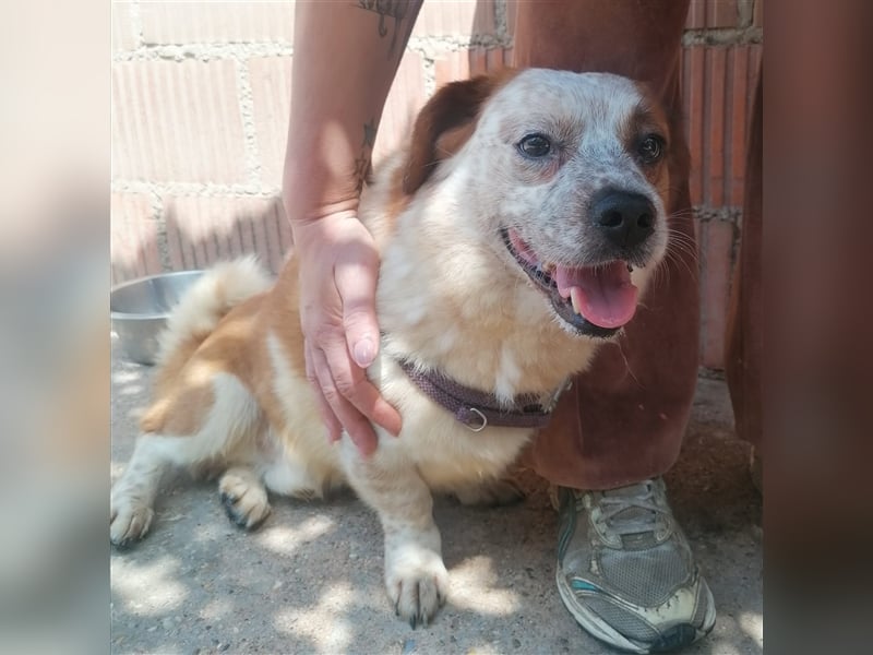 Zbelava - besonderer Hund für besondere Menschen