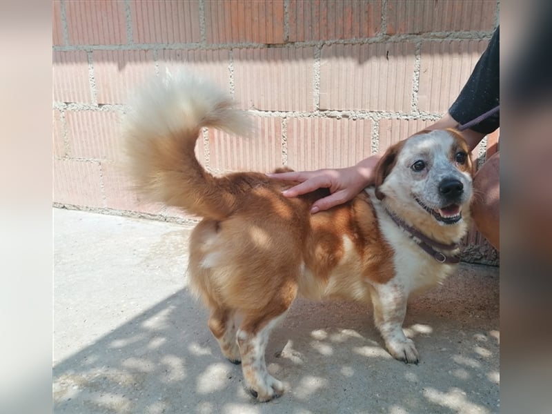 Zbelava - besonderer Hund für besondere Menschen