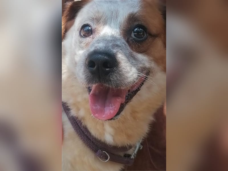 Zbelava - besonderer Hund für besondere Menschen