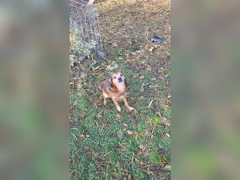 BOBBY - süßer Opa sucht seine Menschen BOBBY - süßer Opa sucht seine Menschen