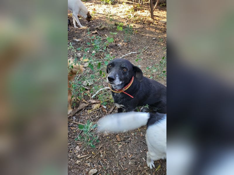 VIO - Hundeopa sucht ein liebevolles Zuhause