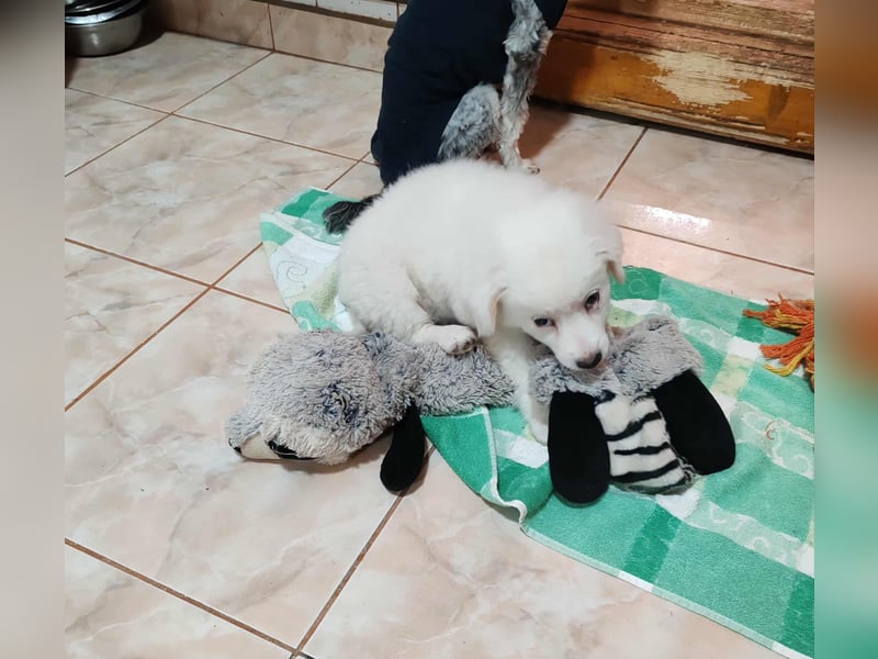 BOBO - toller Hundebub BOBO - toller Hundebub