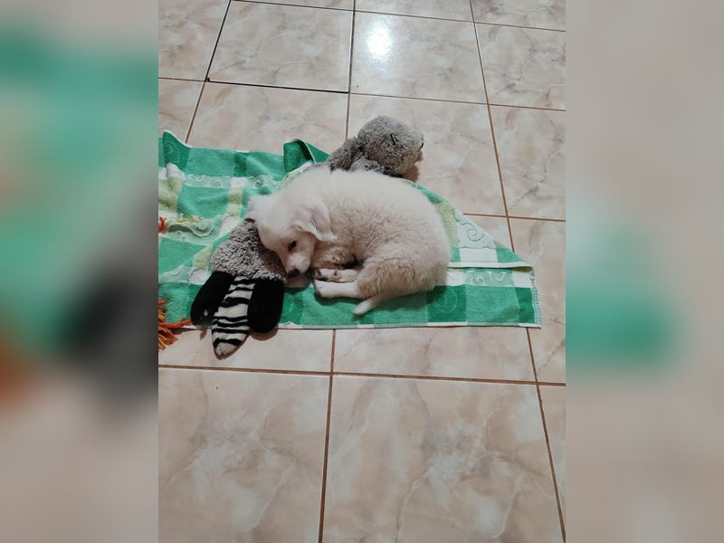 BOBO - toller Hundebub BOBO - toller Hundebub