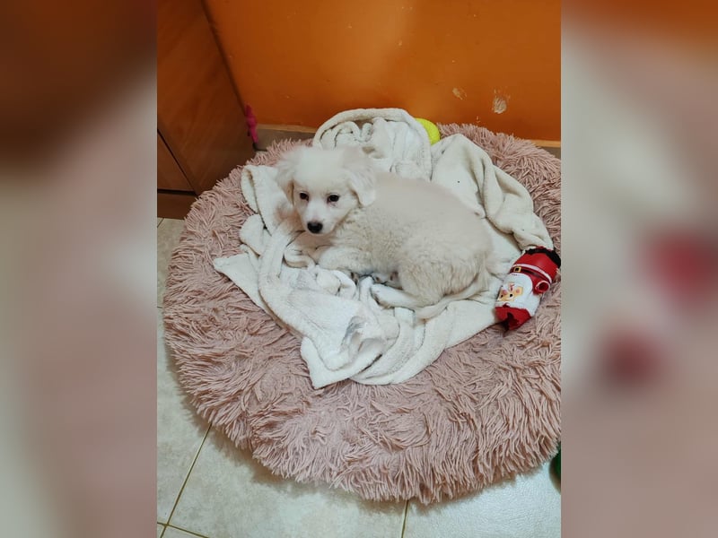 BOBO - toller Hundebub BOBO - toller Hundebub