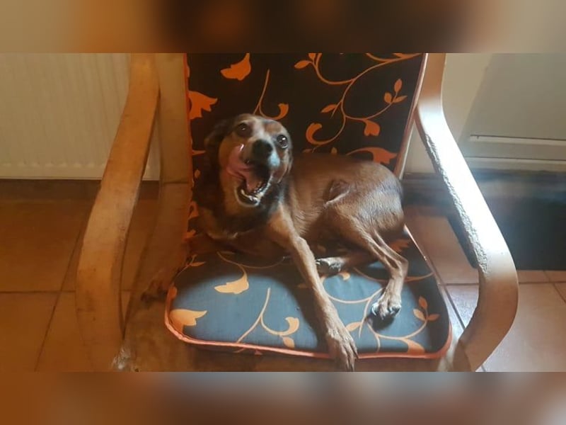 BOBBY - süßer Opa sucht seine Menschen BOBBY - süßer Opa sucht seine Menschen