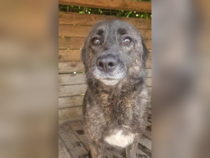 TAIMI - sucht ihre Menschen TAIMI - sucht ihre Menschen