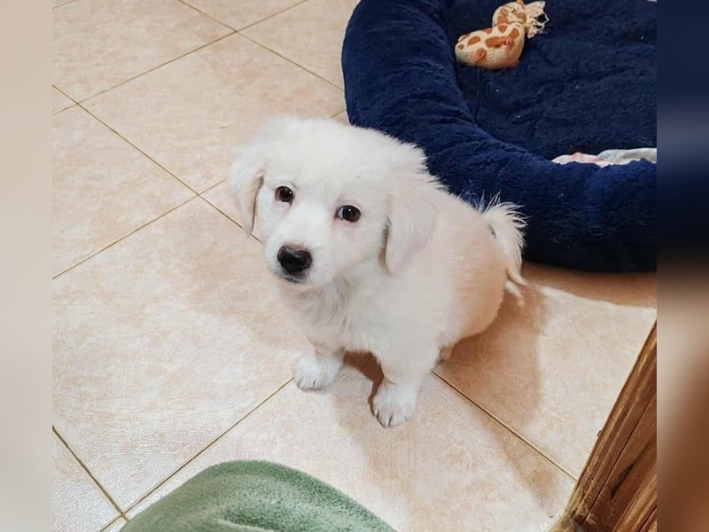 BOBO - toller Hundebub BOBO - toller Hundebub