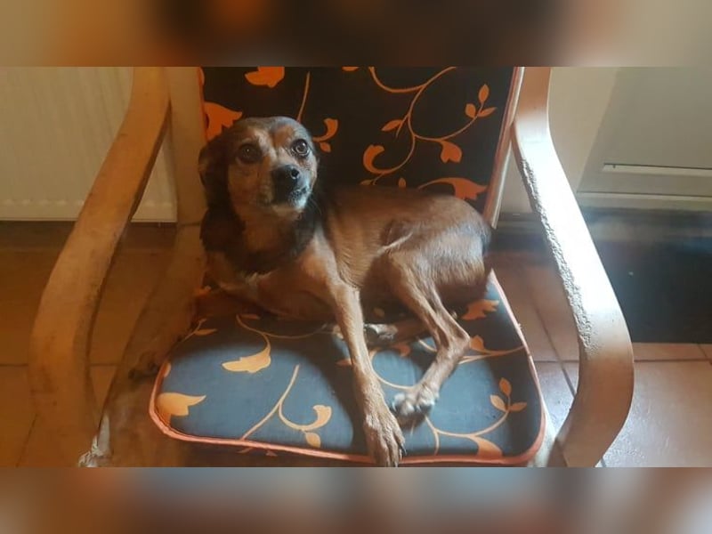 BOBBY - süßer Opa sucht seine Menschen BOBBY - süßer Opa sucht seine Menschen