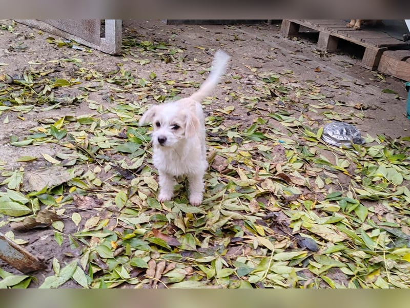 KOKO - Traumzuhause gesucht