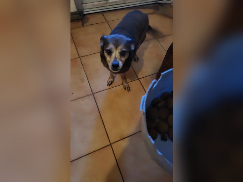 BOBBY - süßer Opa sucht seine Menschen BOBBY - süßer Opa sucht seine Menschen