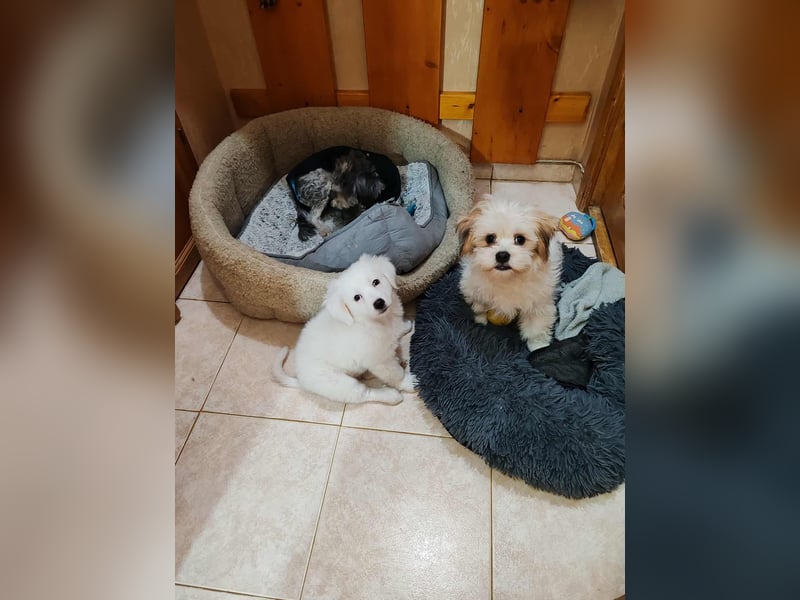 BOBO - toller Hundebub BOBO - toller Hundebub