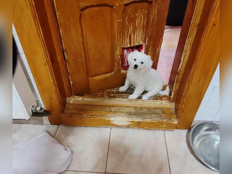 BOBO - toller Hundebub BOBO - toller Hundebub