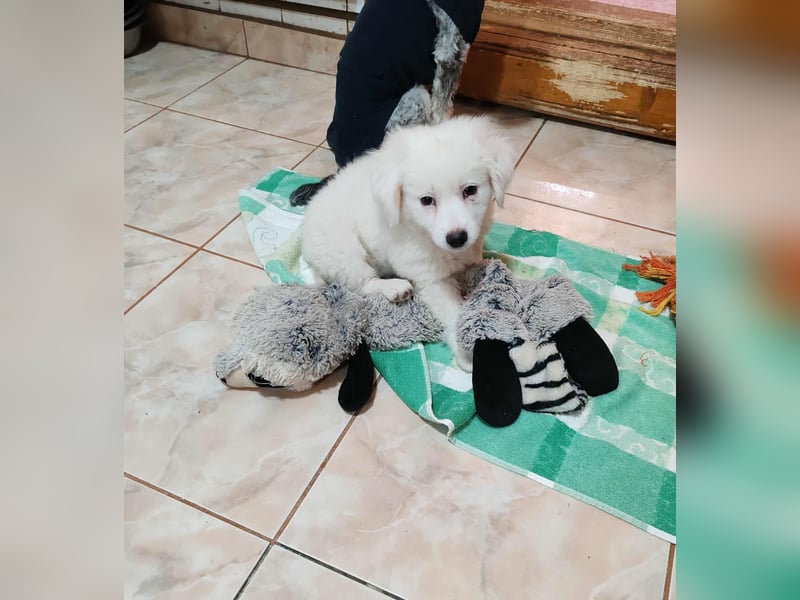 BOBO - toller Hundebub BOBO - toller Hundebub