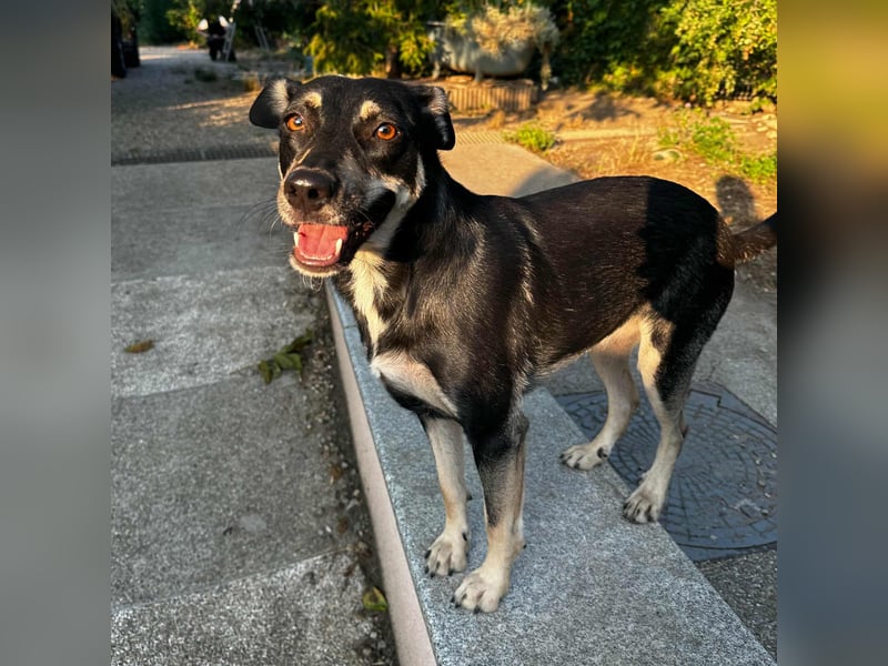 FRIEDA - sucht ihren sicheren Hafen