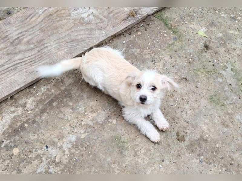 KOKO - Traumzuhause gesucht