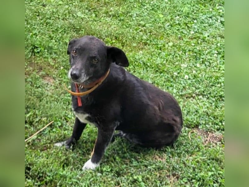 VIO - Hundeopa sucht ein liebevolles Zuhause