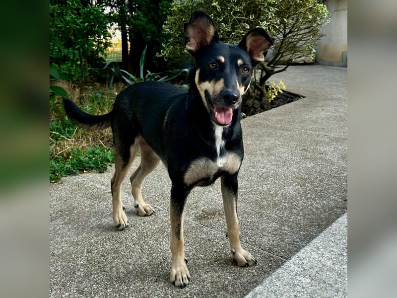 FRIEDA - sucht ihren sicheren Hafen