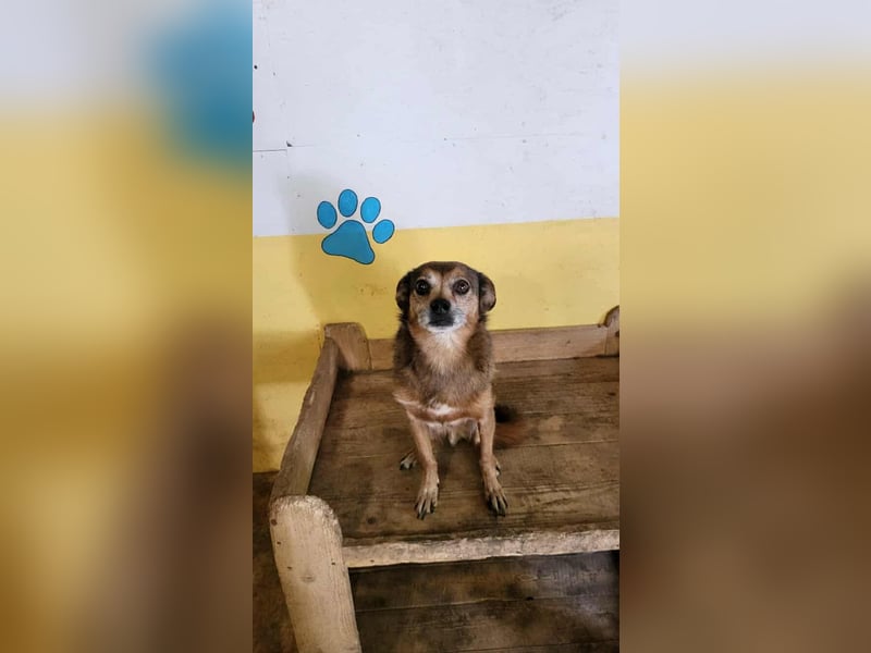 BOBBY - süßer Opa sucht seine Menschen BOBBY - süßer Opa sucht seine Menschen