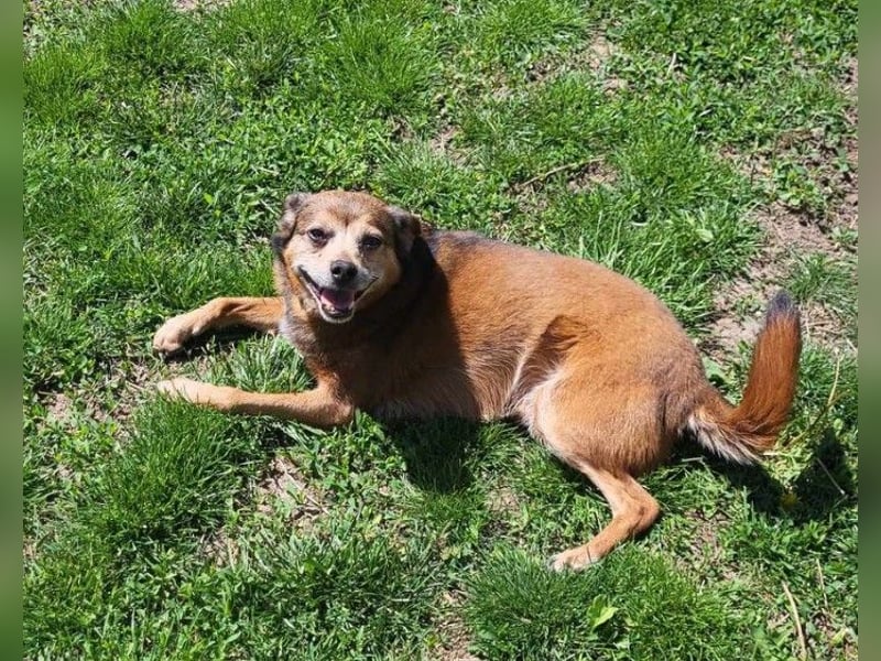 BOBBY - süßer Opa sucht seine Menschen BOBBY - süßer Opa sucht seine Menschen