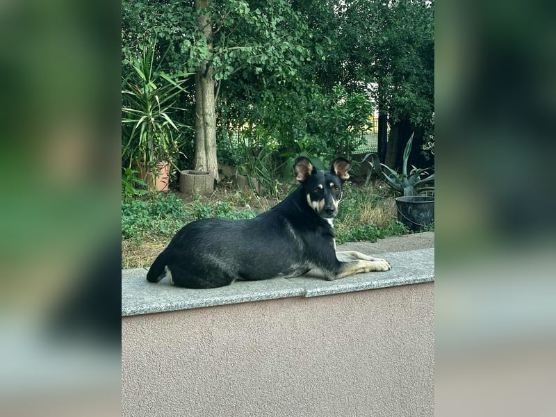 FRIEDA - sucht ihren sicheren Hafen