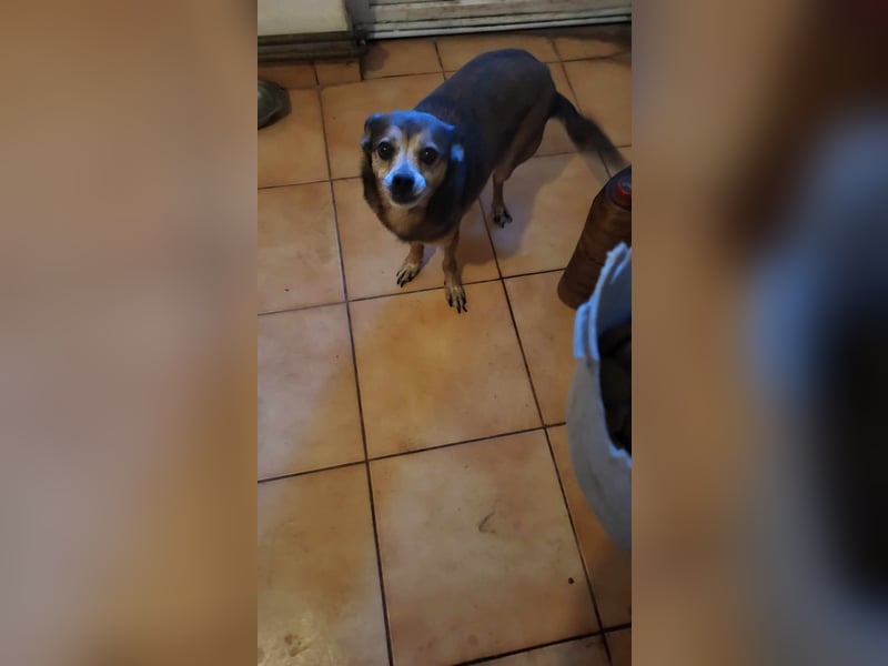 BOBBY - süßer Opa sucht seine Menschen BOBBY - süßer Opa sucht seine Menschen