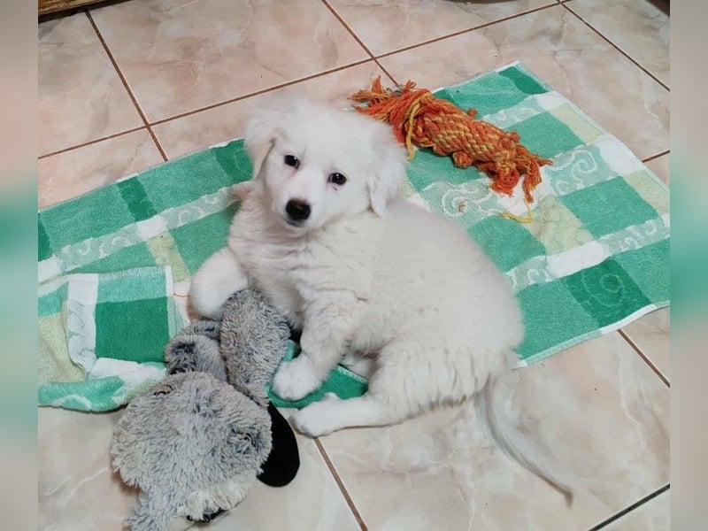 BOBO - toller Hundebub BOBO - toller Hundebub