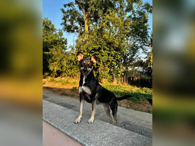 FRIEDA - sucht ihren sicheren Hafen