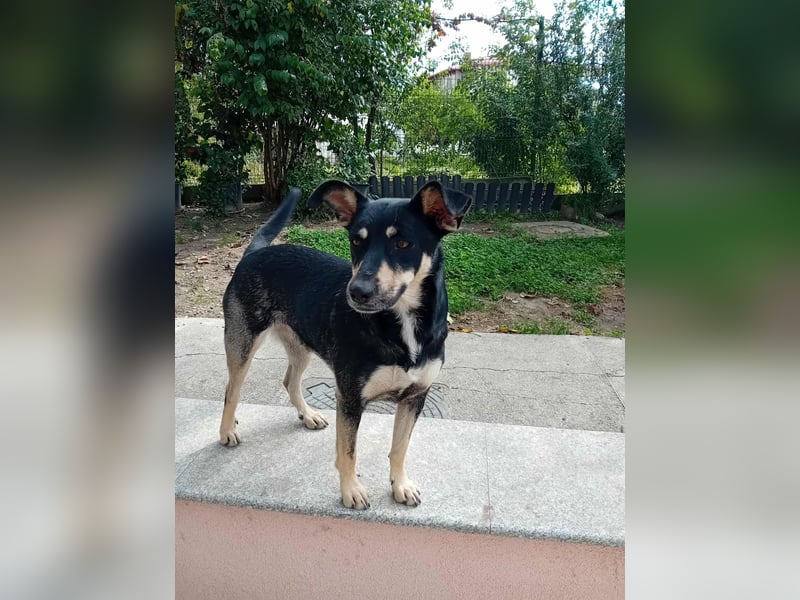 FRIEDA - sucht ihren sicheren Hafen