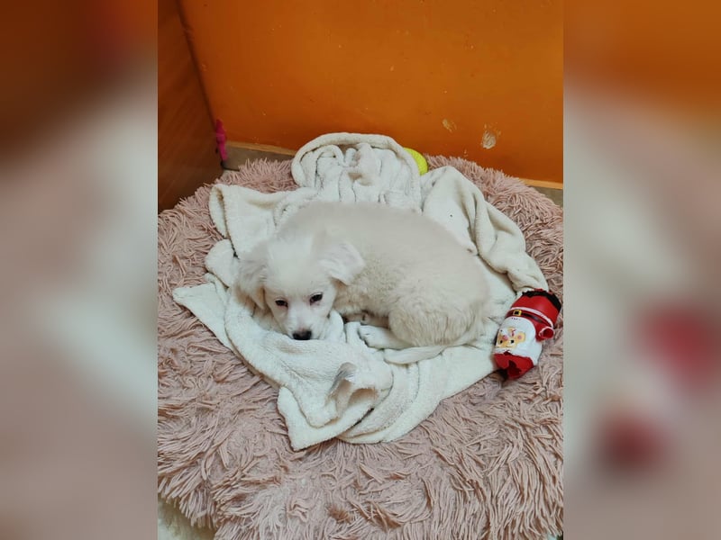 BOBO - toller Hundebub BOBO - toller Hundebub