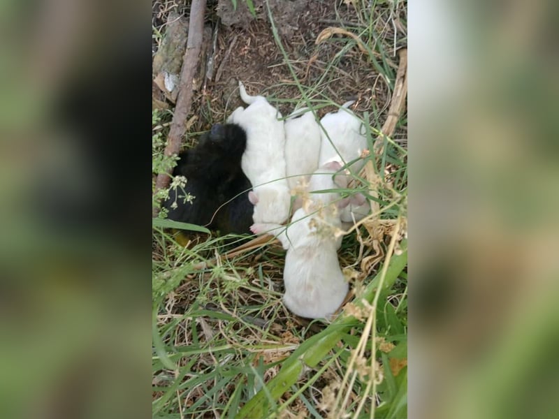 KOKO - Traumzuhause gesucht