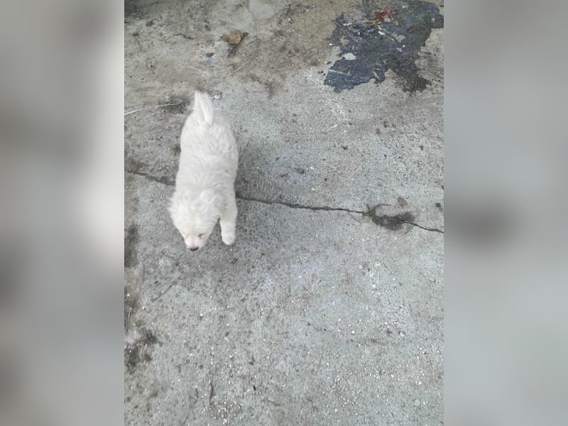 BOBO - toller Hundebub BOBO - toller Hundebub