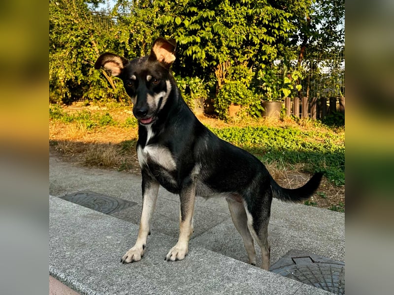 FRIEDA - sucht ihren sicheren Hafen