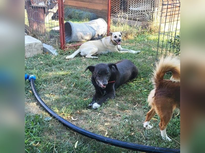 VIO - Hundeopa sucht ein liebevolles Zuhause