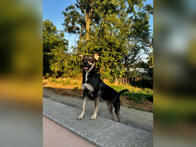 FRIEDA - sucht ihren sicheren Hafen