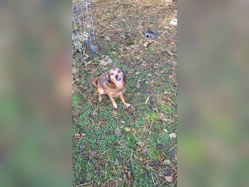 BOBBY - süßer Opa sucht seine Menschen BOBBY - süßer Opa sucht seine Menschen