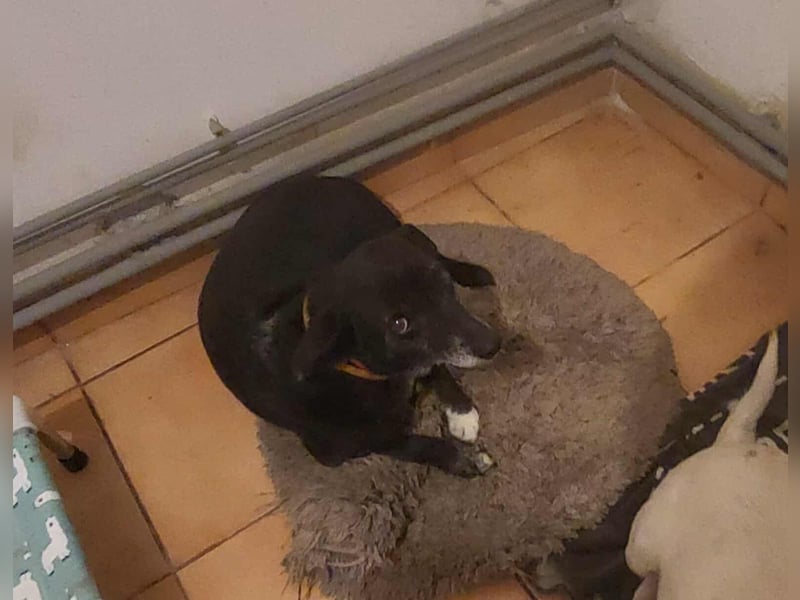 VIO - Hundeopa sucht ein liebevolles Zuhause