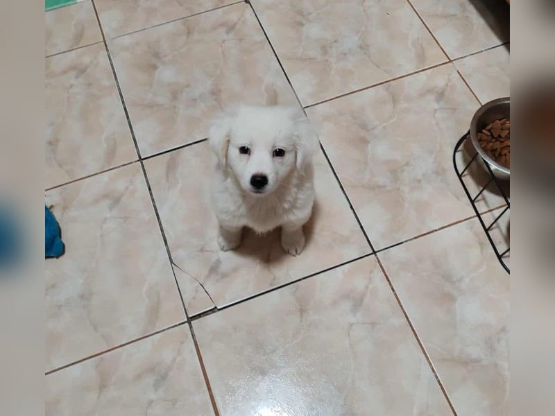 BOBO - toller Hundebub BOBO - toller Hundebub