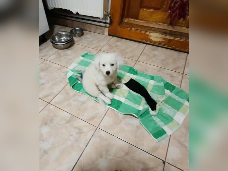 BOBO - toller Hundebub BOBO - toller Hundebub