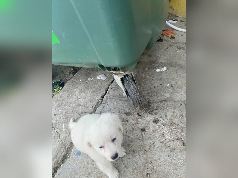 BOBO - toller Hundebub BOBO - toller Hundebub