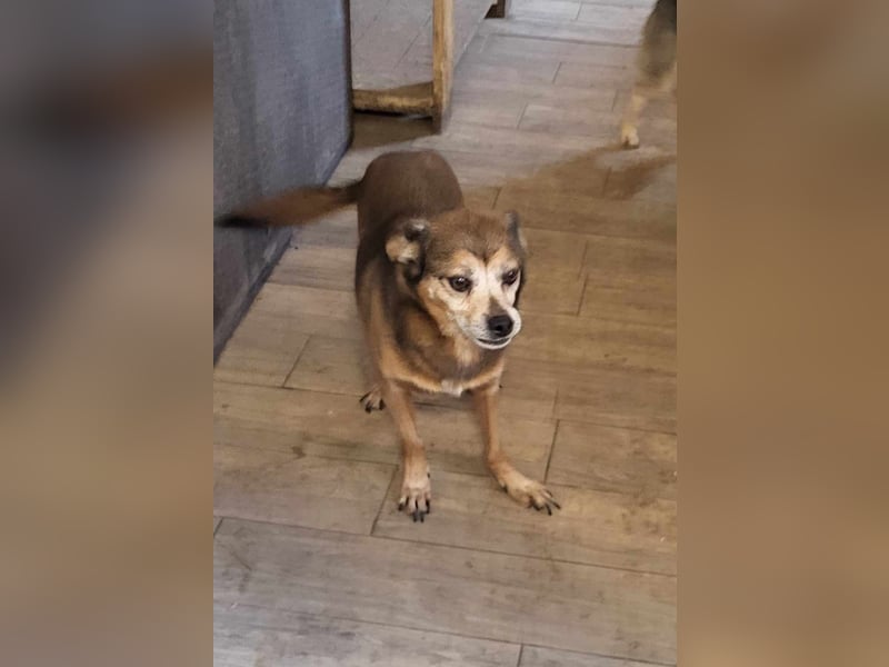 BOBBY - süßer Opa sucht seine Menschen BOBBY - süßer Opa sucht seine Menschen