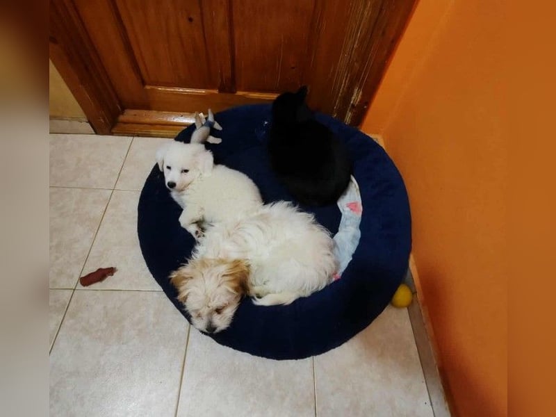 BOBO - toller Hundebub BOBO - toller Hundebub