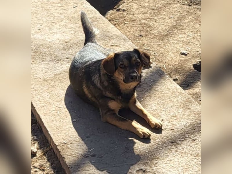 SANDY - hofft auf tolle Menschen