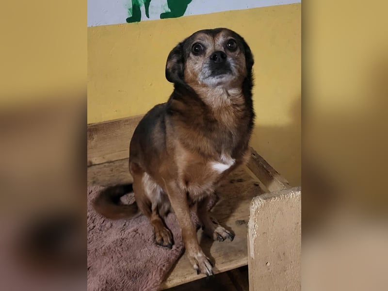 BOBBY - süßer Opa sucht seine Menschen BOBBY - süßer Opa sucht seine Menschen