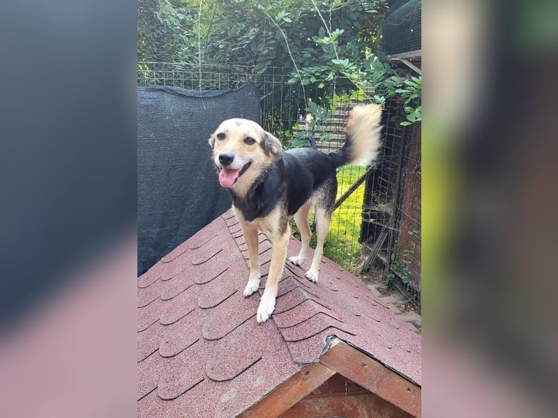 ANNIE - Traumzuhause gesucht