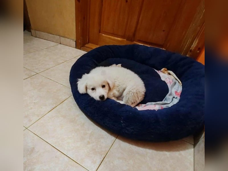 BOBO - toller Hundebub BOBO - toller Hundebub