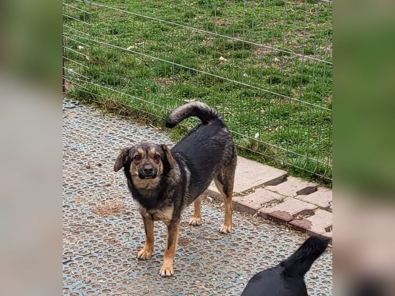 SANDY - hofft auf tolle Menschen