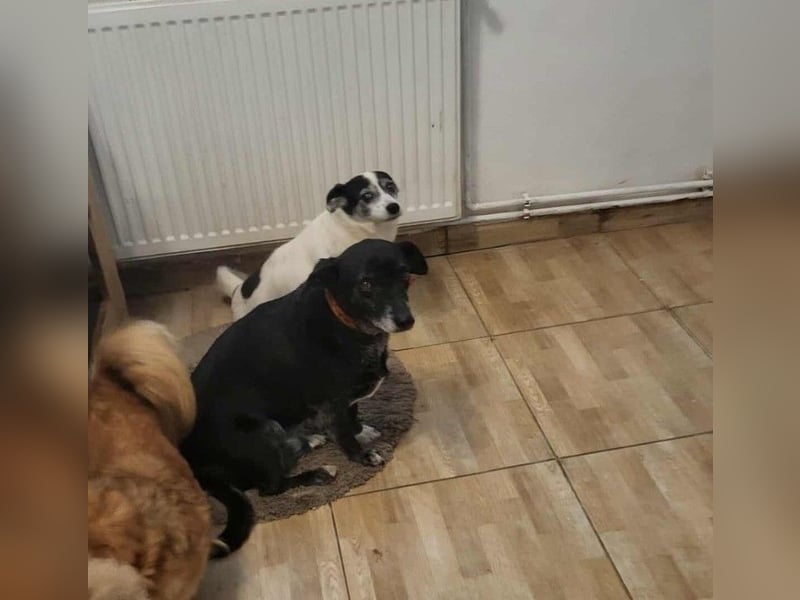 VIO - Hundeopa sucht ein liebevolles Zuhause