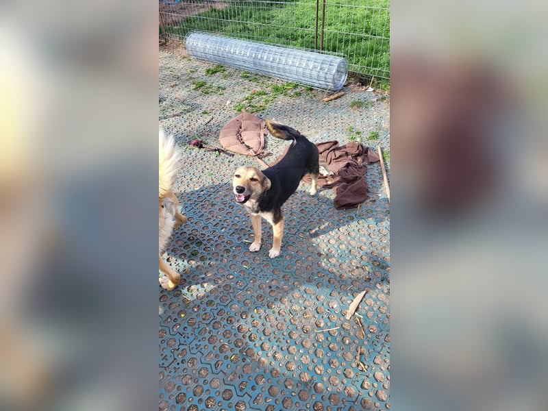 ANNIE - Traumzuhause gesucht