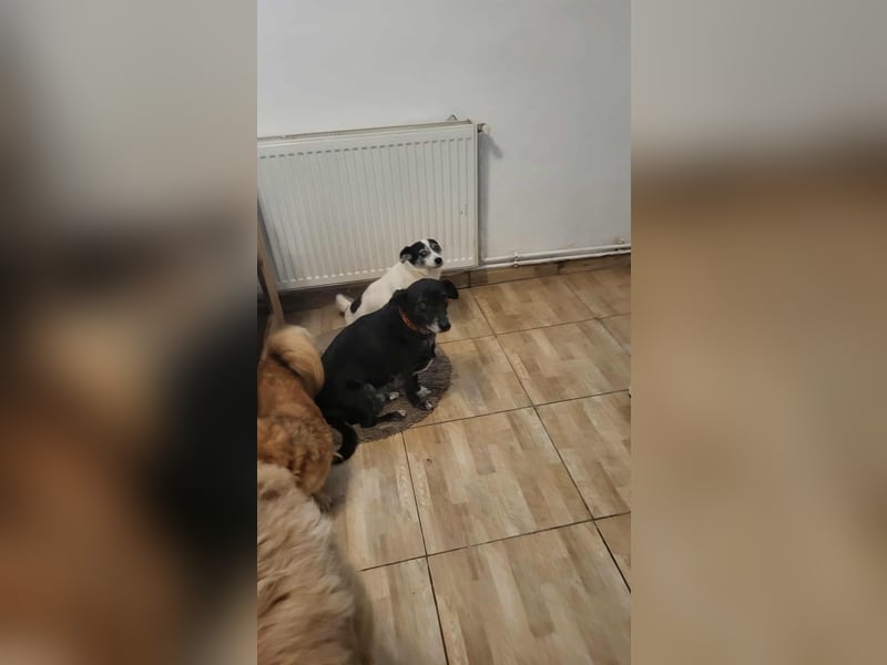 VIO - Hundeopa sucht ein liebevolles Zuhause